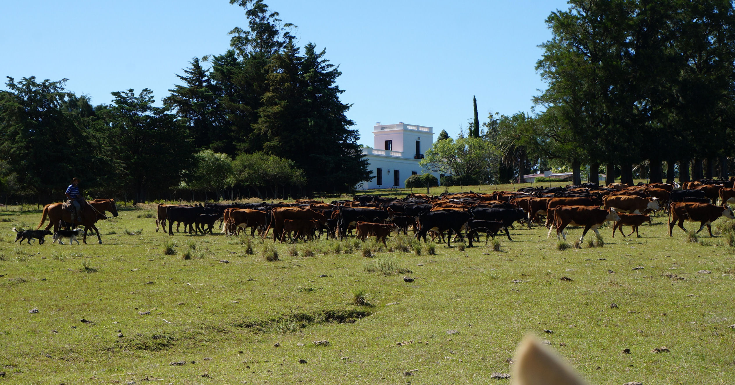 cattle w historic estancia mansion in back