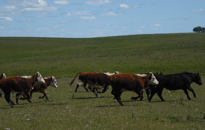 cattle running