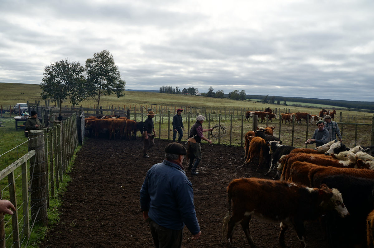 uruguay ranch work